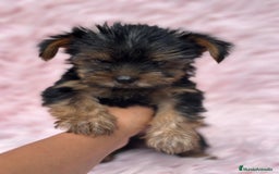 Yorkshire Terrier perros en venta: Yorkshire miniatura  - Imagen 5