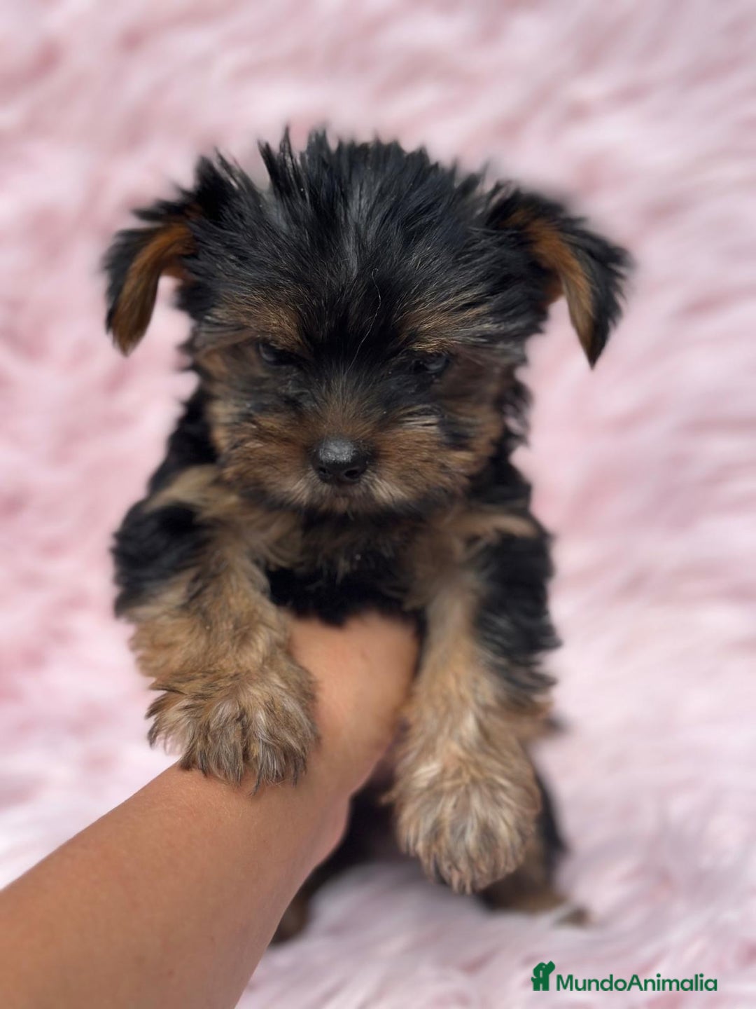 Yorkshire Terrier perros en venta: Yorkshire miniatura  - Imagen 5