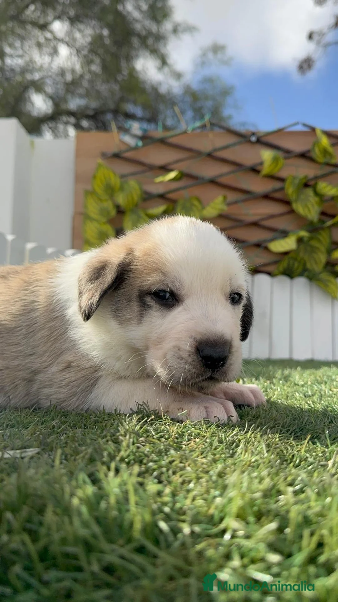 Mastín Español perros en venta: MASTIN ESPAÑOL - Anuncio 10