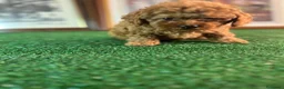 Caniche Toy perros en venta: Caniche toy !  - Anuncio 2
