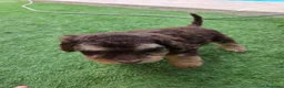 Perro de Agua Español perros en venta: Hembra y macho en Madrid - Anuncio 2