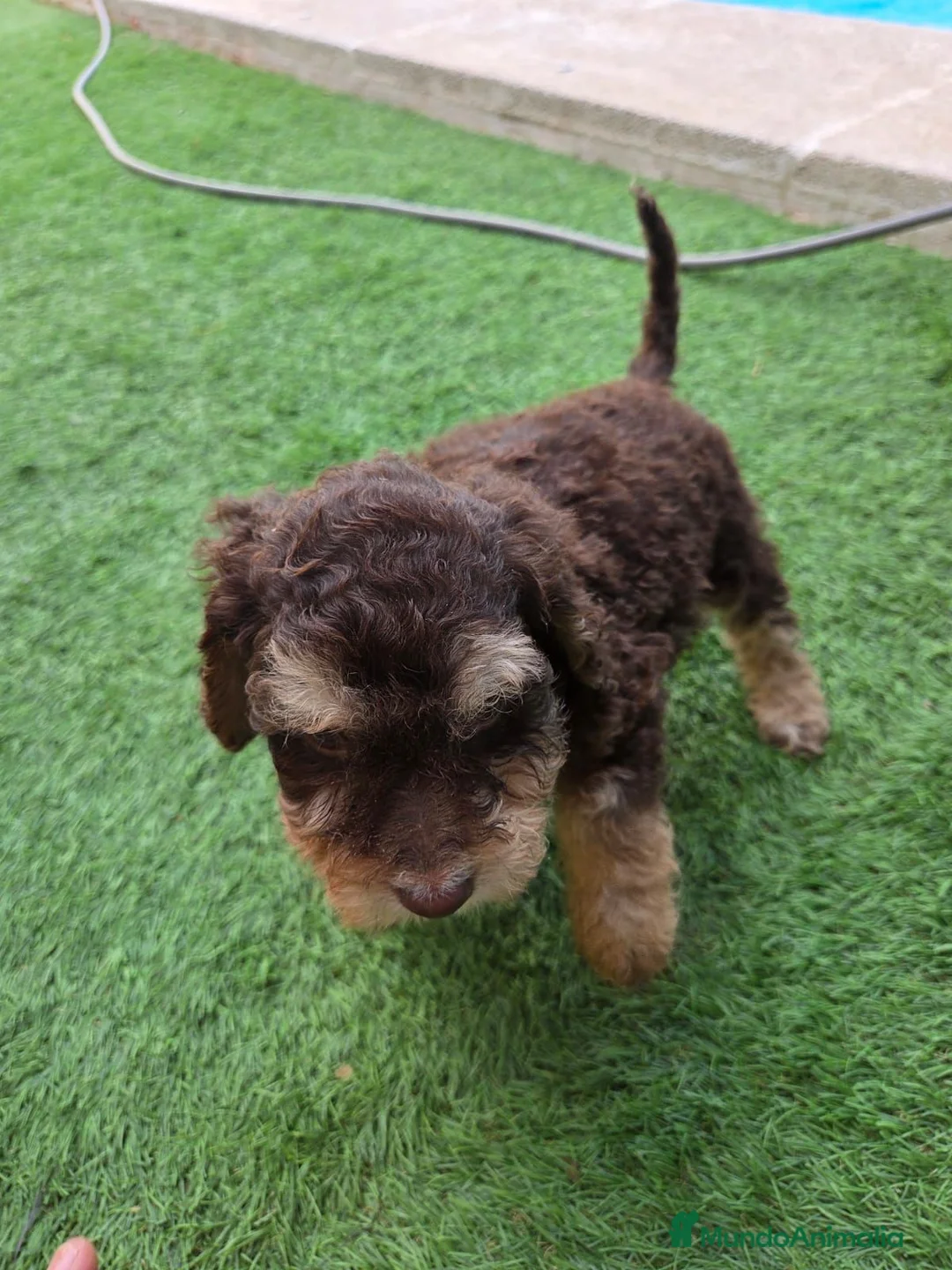 Perro de Agua Español perros en venta: Hembra y macho en Madrid - Anuncio 2