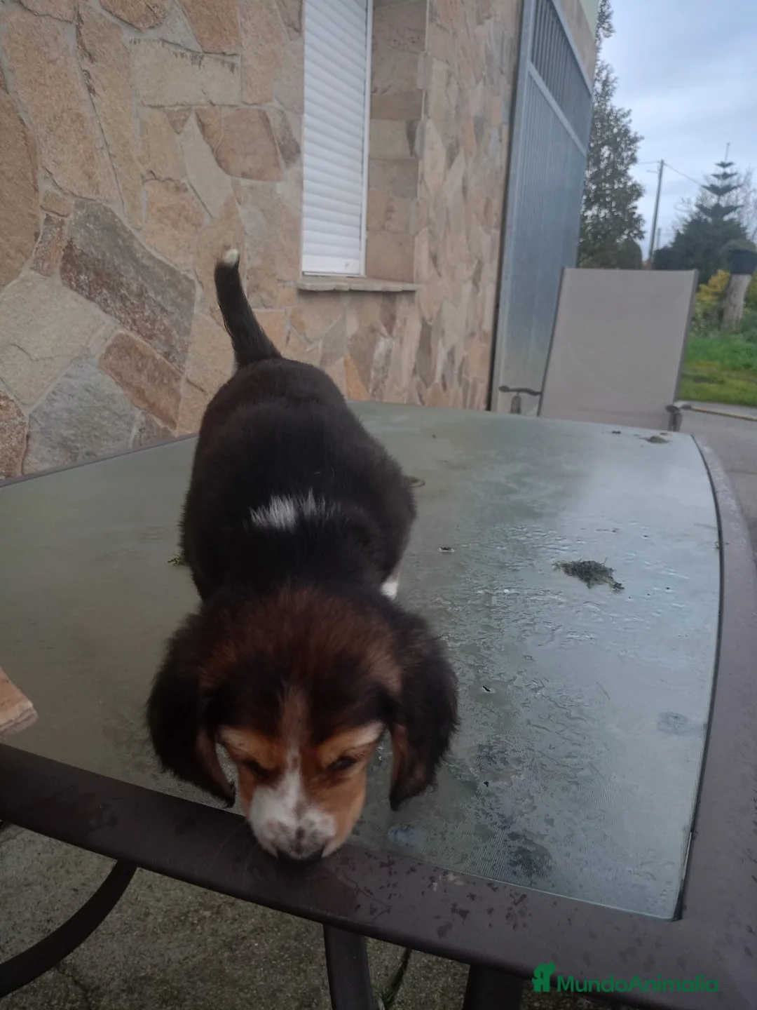 Beagle perros en venta: Cachorros de Beagle  - Anuncio 3