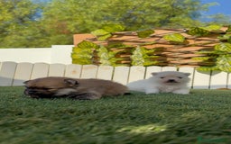 Pomerania perros en venta: POMERANIAS HEMBRAS - Imagen 13