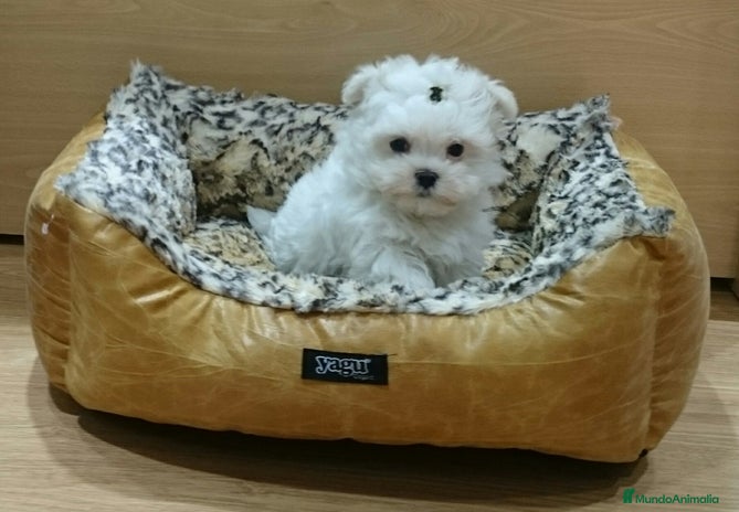Bichón Maltés perros en Barcelona - Anuncio 17
