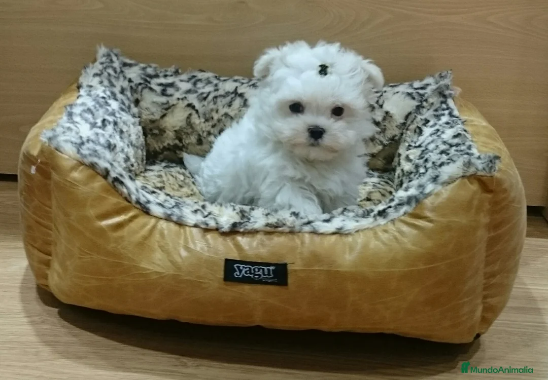 Bichón Maltés perros en venta: Bichón Maltés muy bonitos en Barcelona - Anuncio 1