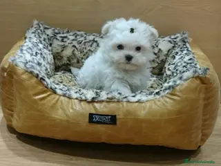 Bichón Maltés perros Bichón Maltés muy bonitos en Barcelona - Anuncio 1