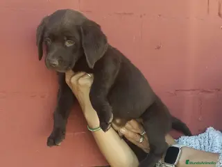 Labrador Retriever perros Macho labrador retriever chocolate🐶🐾 - Anuncio 3