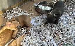Bulldog Francés perros en venta: Bulldog Francés Caraby Benidorm  - Imagen 3