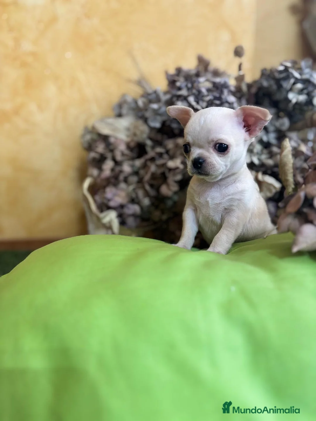 Chihuahua perros en venta: Chihuahua toy Macho  - Anuncio 4