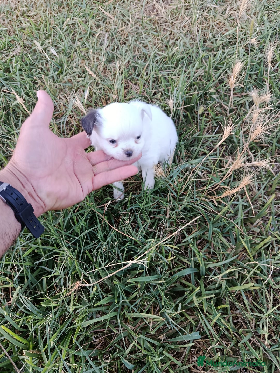 Chihuahua perros en venta: 🐶✨ Cachorros Chihuahua de Línea Exclusiva ✨🐶 - Imagen 24