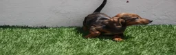 Teckel Miniatura perros en venta: Teckel Miniatura  - Anuncio 17