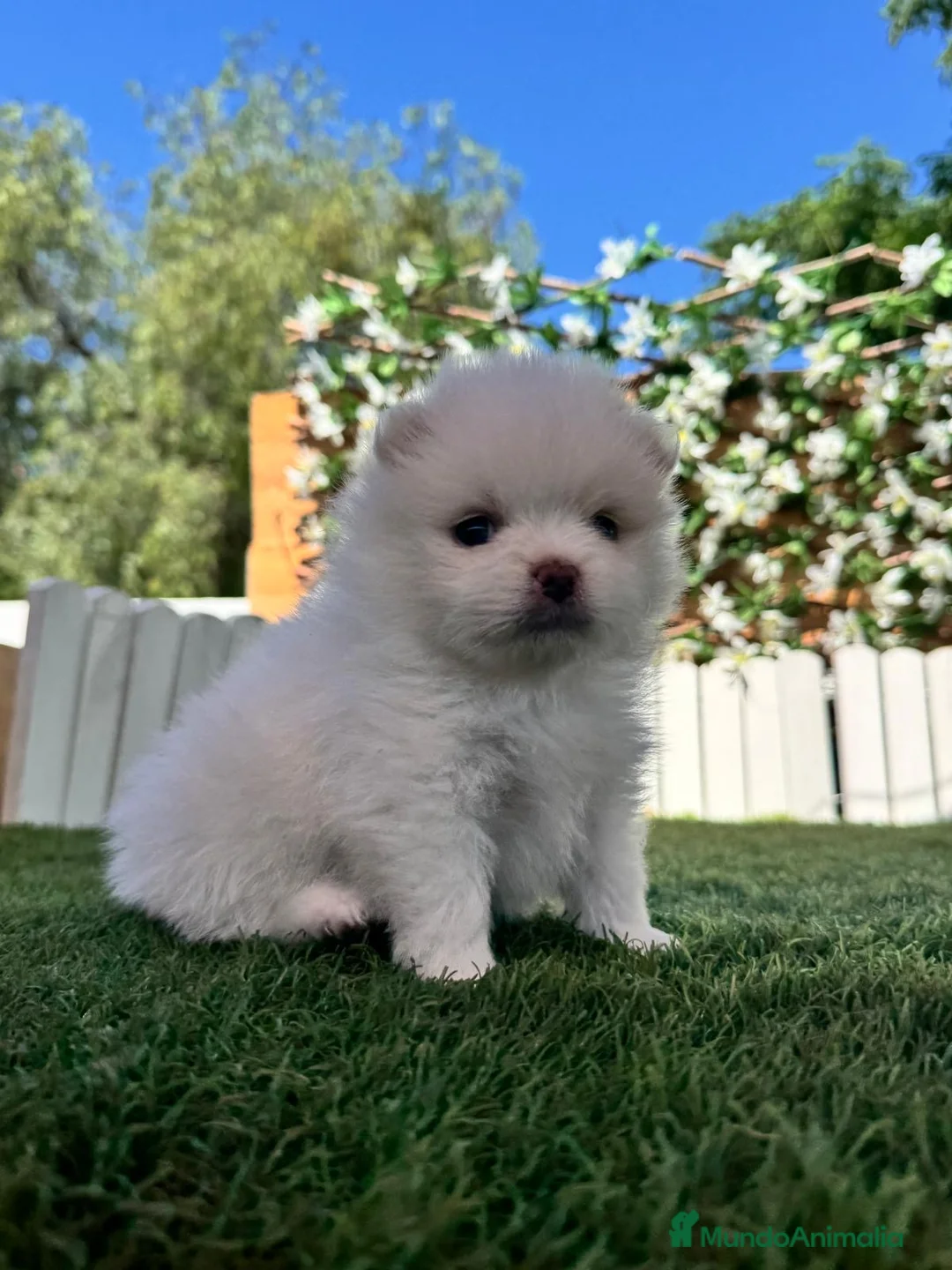 Pomerania perros en venta: POMERANIA - Anuncio 18