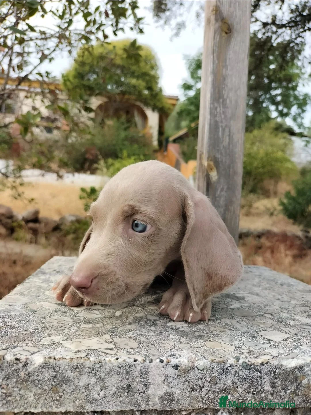 Braco Italiano perros en venta: Braco de  weimar   - Anuncio 4