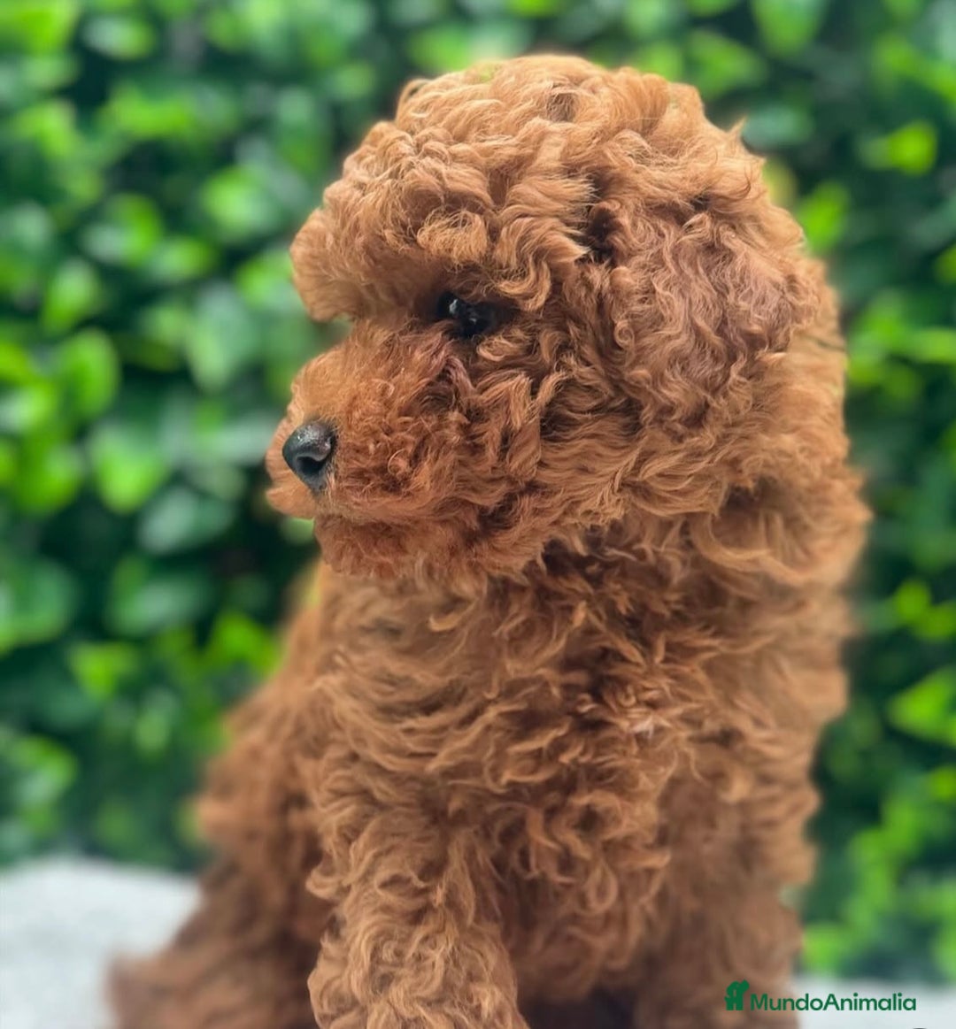 Caniche Toy perros en venta: Preciosas hembras de caniche toy - Imagen 4