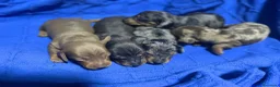 Teckel Miniatura perros en venta: teckel miniatura  - Anuncio 3