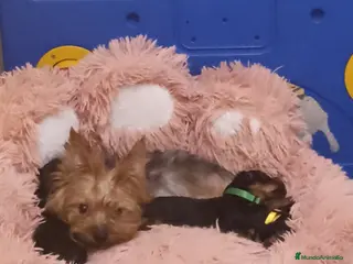 Yorkshire Terrier perros Yorkshire - Anuncio 24