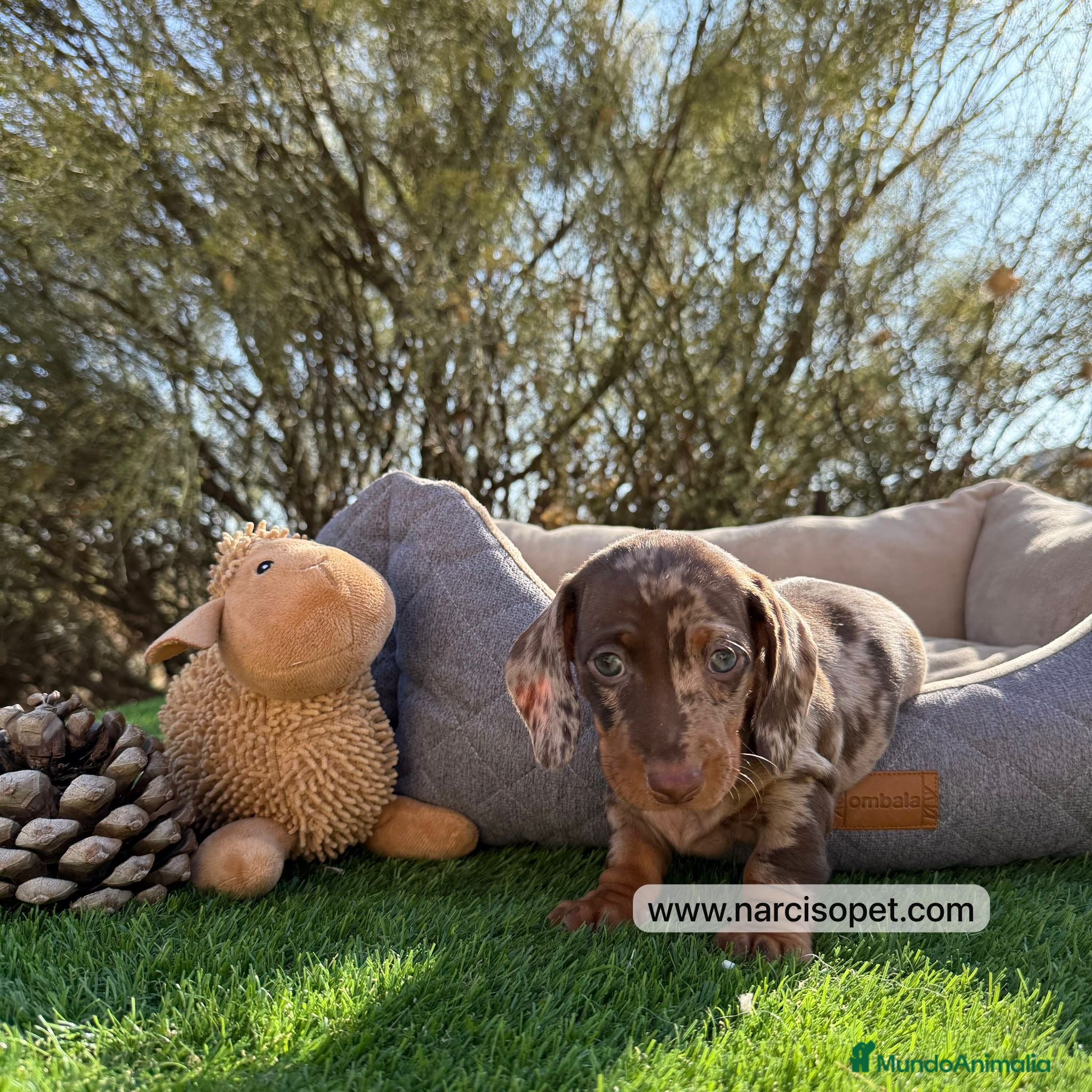 Teckel Miniatura perros INCREIBLES TECKEL ARLEQUIN CHOCOLATE - Anuncio 20