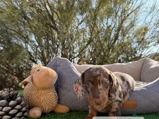 Teckel Miniatura perros INCREIBLES TECKEL ARLEQUIN CHOCOLATE - Anuncio 33