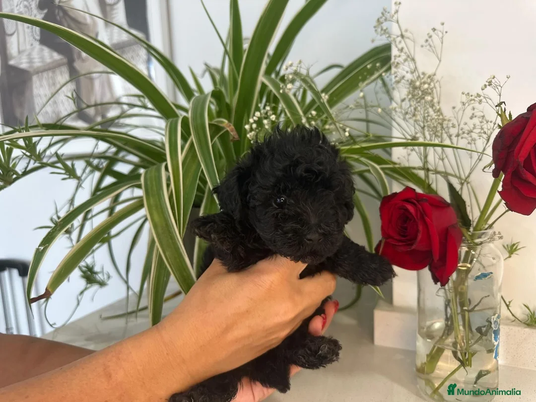 Caniche Toy perros en venta: Caniche Toy - Anuncio 2