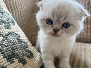 Scottish Fold gatos en Madrid - Anuncio 6