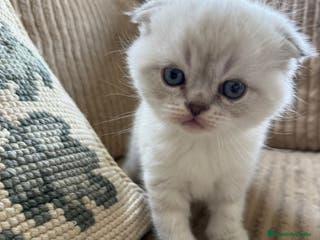 Scottish Fold gatos SCOTTHIS FOLD MACHO en Madrid - Anuncio 4