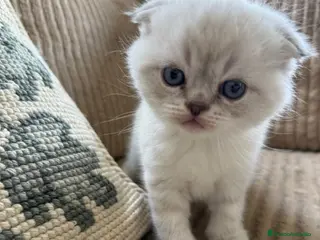 Scottish Fold gatos SCOTTHIS FOLD MACHO en Madrid - Anuncio 17