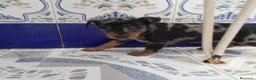 Pinscher Miniatura perros en venta: PINCHER MINIATURA - Anuncio 14