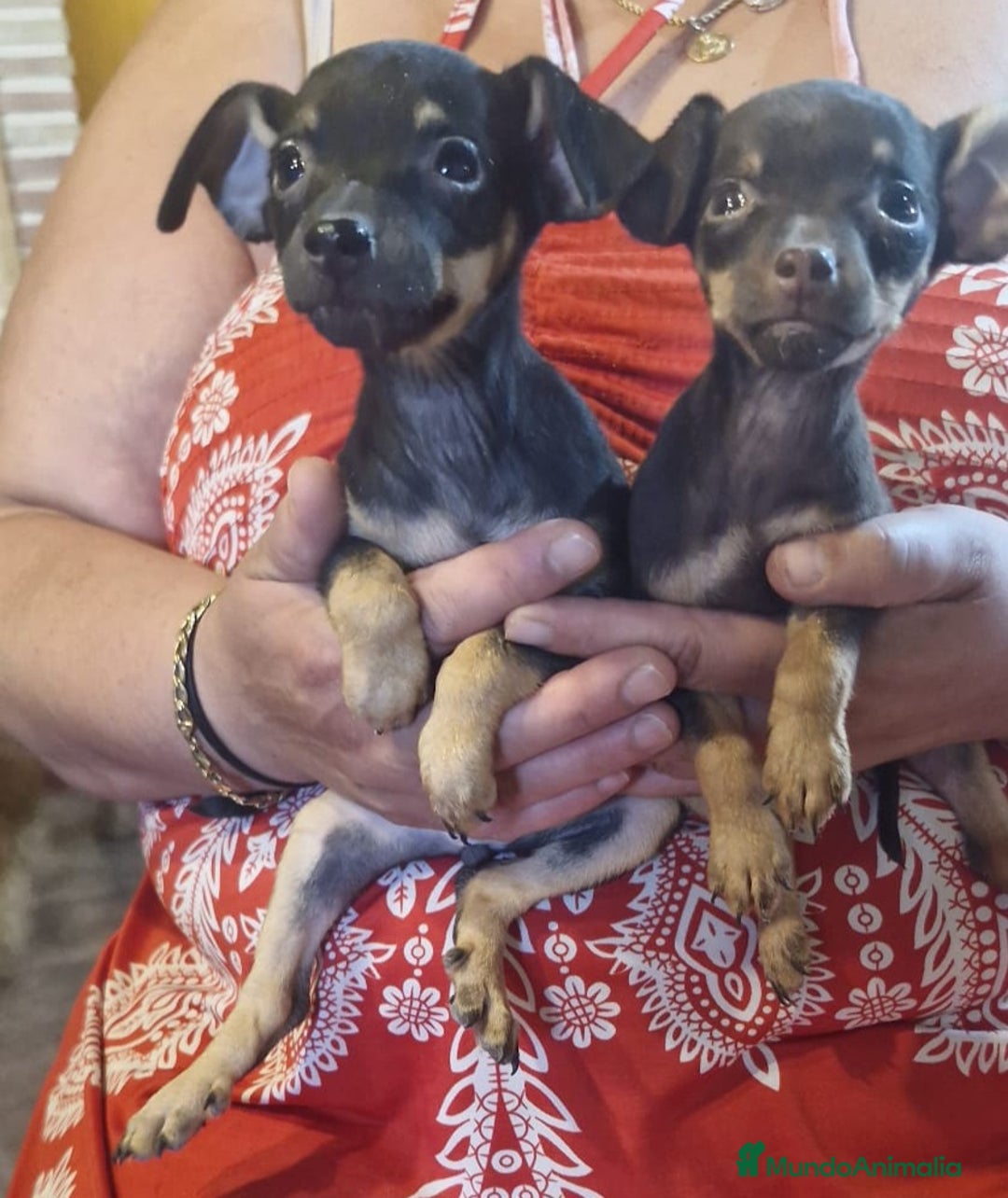 Pinscher Miniatura perros en venta: Pincher miniatura - Imagen 3