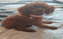 Caniche Toy perros en venta: Caniche toy hembra roja - Imagen 1