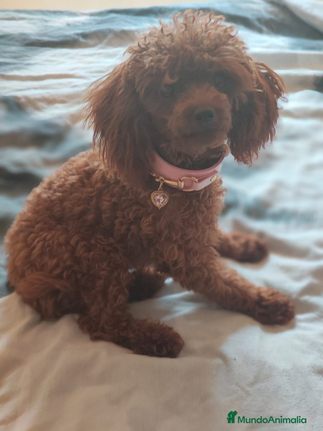 Caniche Toy perros en venta: Caniche toy hembra roja - Imagen 1
