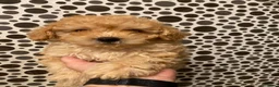 Caniche Toy perros en venta: Precioso caniche toy en Madrid - Anuncio 5