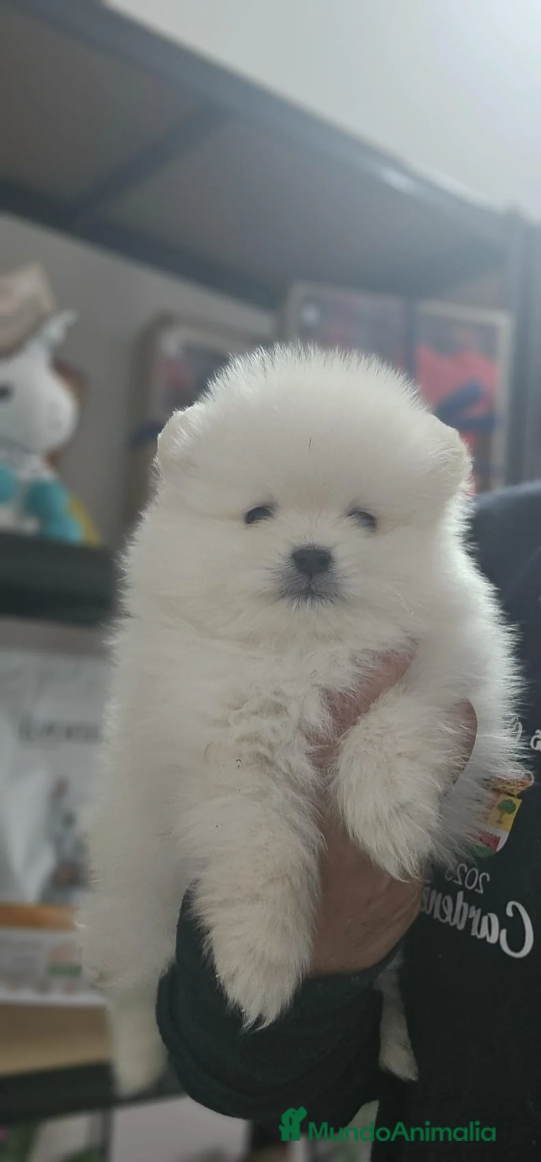 Pomerania perros en venta: EJEMPLAR DE POMERANIA  en Almería - Anuncio 4