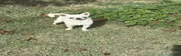 Chihuahua perros en venta: Chihuahuas toy machos  - Anuncio 7