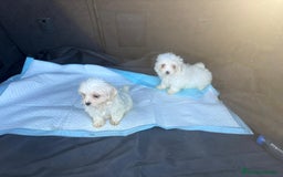 Bichón Maltés perros en venta: Bichon maltés toy  - Imagen 5