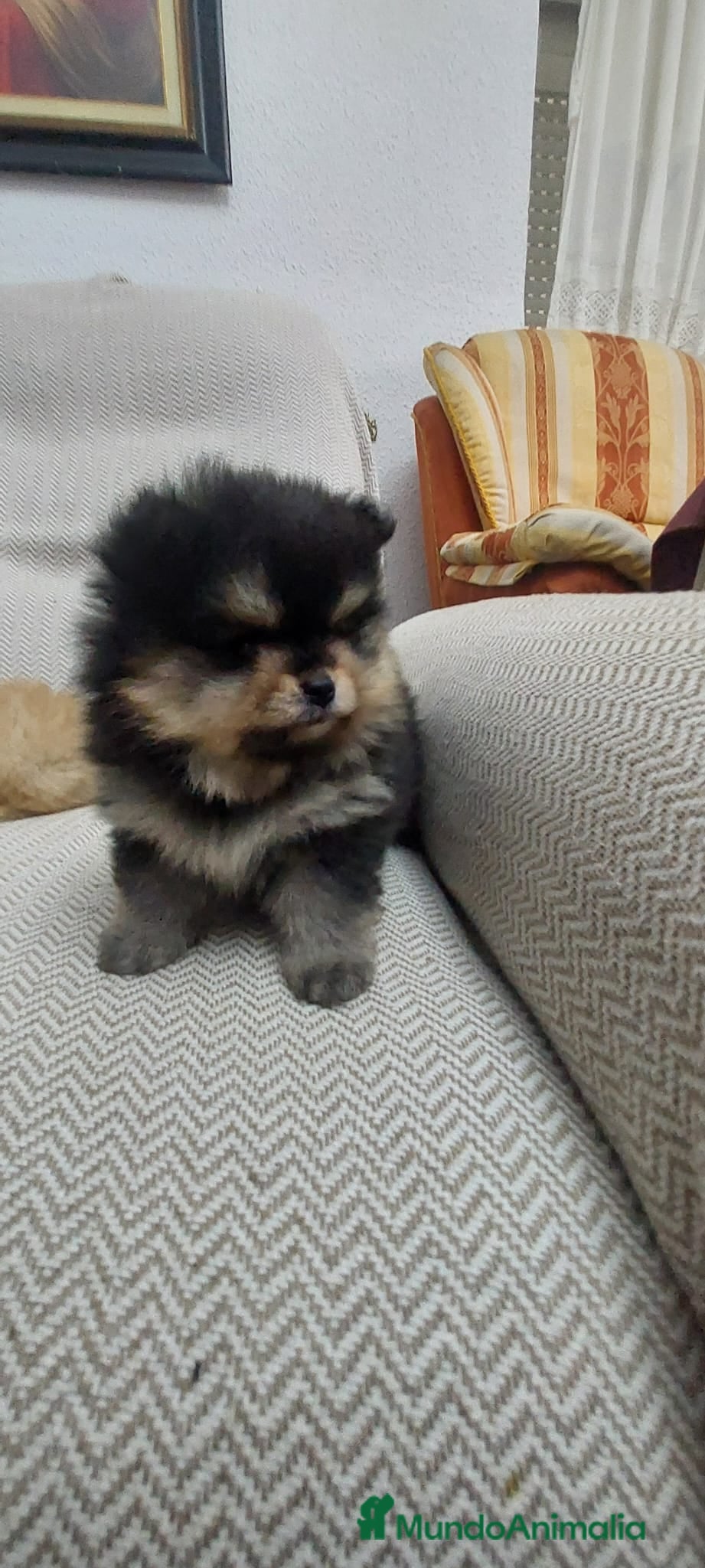 Pomerania perros pomerania  - Anuncio 1