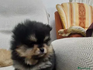 Pomerania perros pomerania - Anuncio 1