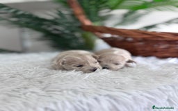 Maltipoo perros en venta: MALTIPOO HEMBRAS - Imagen 13