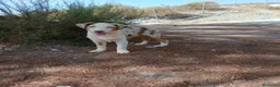 Pastor Australiano perros en venta: PASTOR AUSTRALIANO  - Anuncio 9