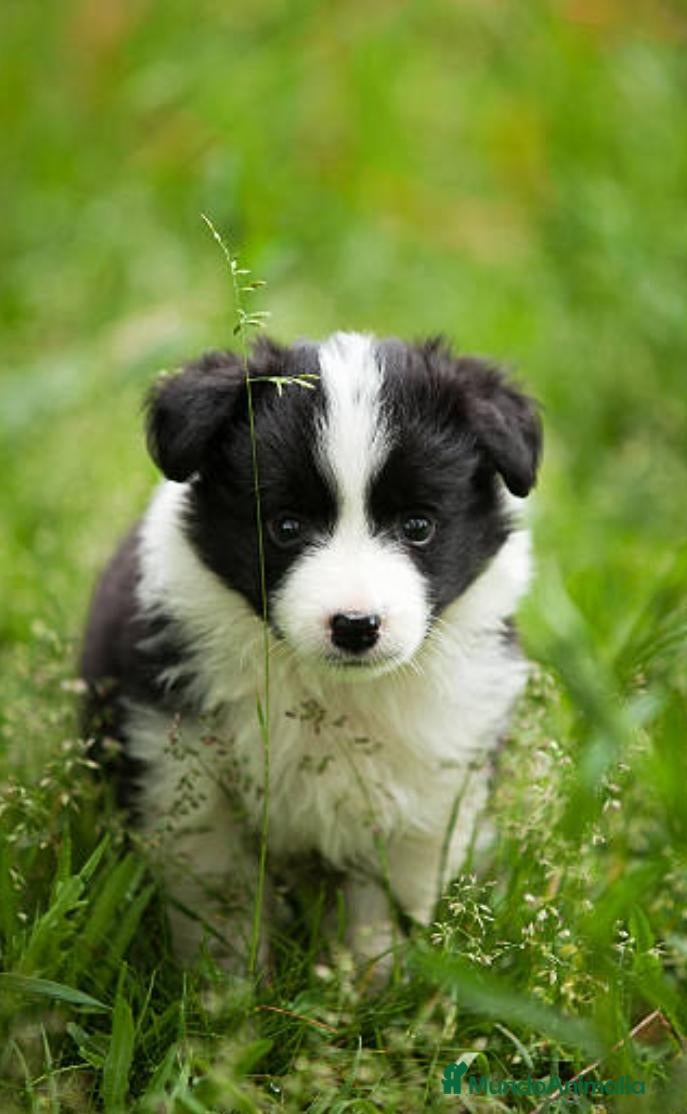 Border Collie perros en adopcion: Border collie - Anuncio 3