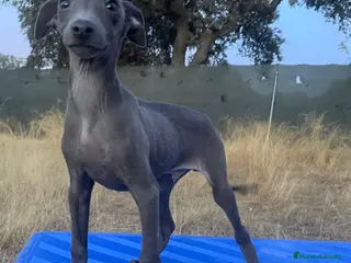 Pequeño Lebrel Italiano perros Cachorros de piccolo italiano - Anuncio 1