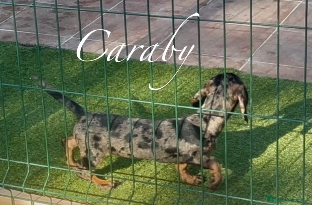Teckel Miniatura perros en venta: Teckel en Caraby Benidorm  en Alicante - Anuncio 3