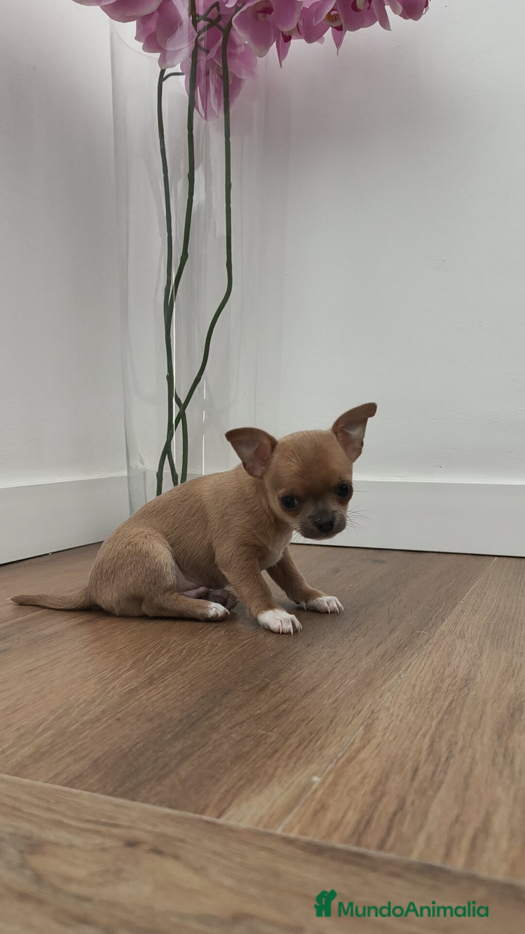 Chihuahua perros en venta: Macho chihuahua guapísimo  - Anuncio 3