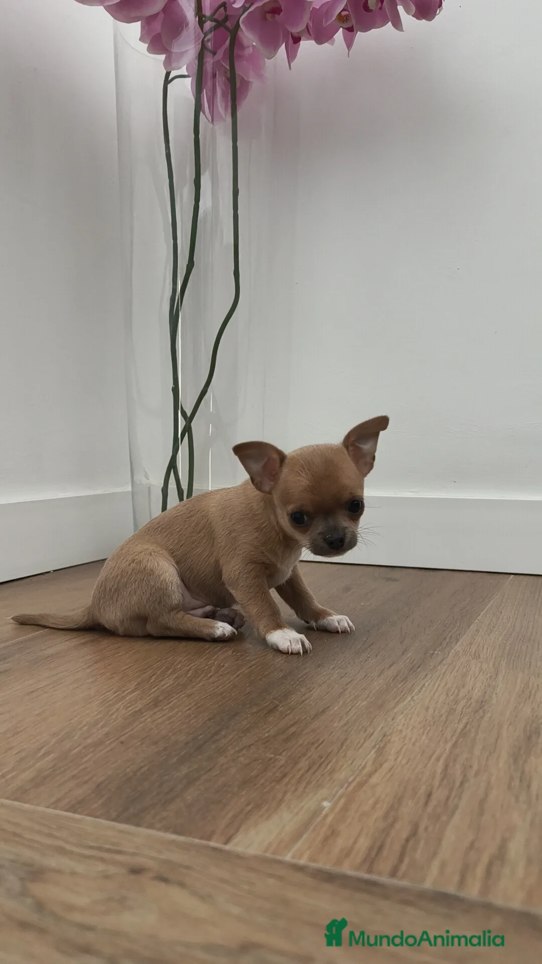 Chihuahua perros en venta: Macho chihuahua guapísimo  - Anuncio 3