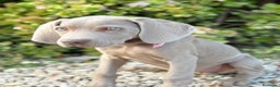 Weimaraner perros en venta: Bracos de Weimar  - Anuncio 3