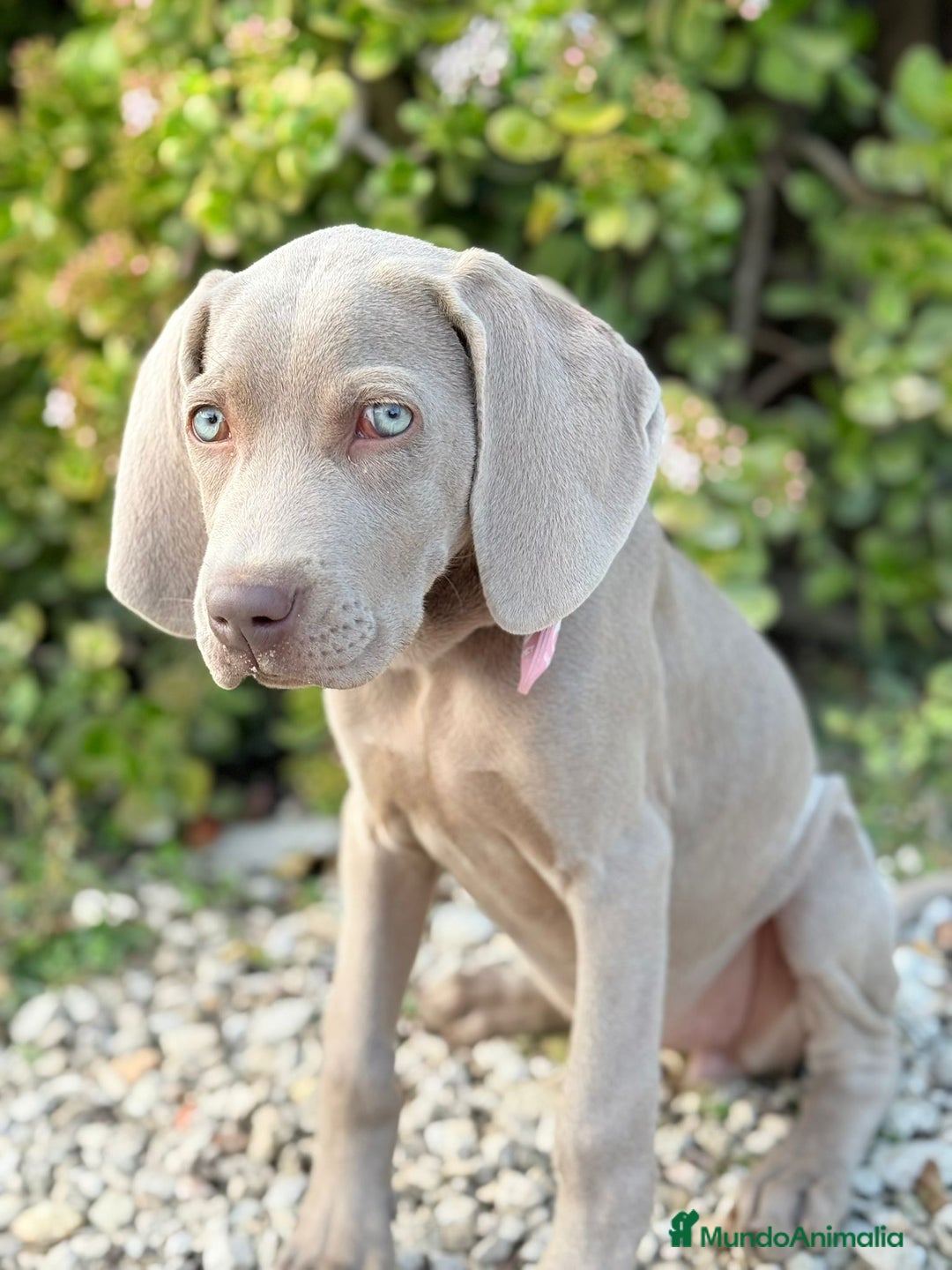 Weimaraner perros en venta: Bracos de Weimar  - Anuncio 3