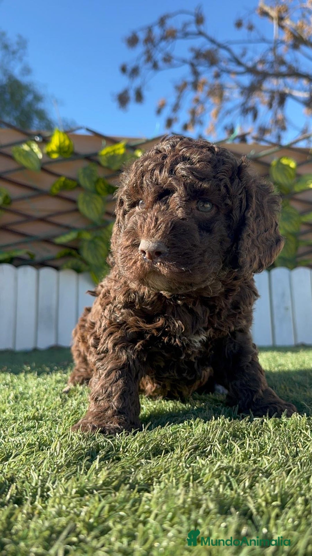 Perro de Agua Español perros en venta: PERRO DE AGUA MACHO - Anuncio 3