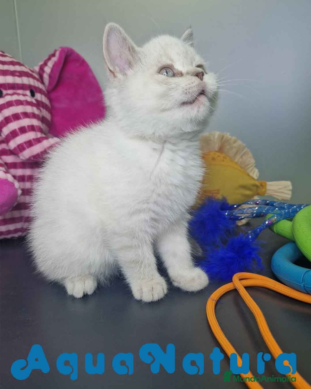 Británico de Pelo Corto gatos en venta: British Shorthair Hembra 7911 AQUANATURA - Imagen 6