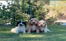 Cocker Spaniel Inglés perros en venta: Cocker - Imagen 1