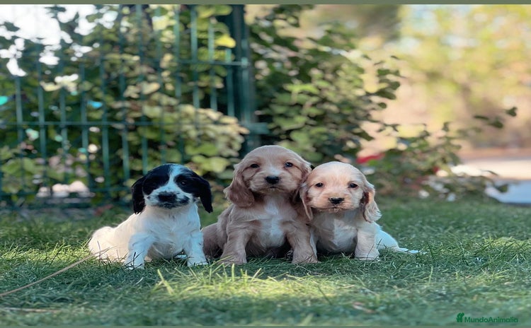Cocker Spaniel Inglés perros - Propaganda 4